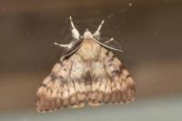 Lymantria dispar