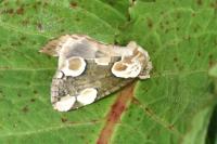 Thyatira batis