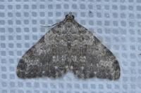 Coenotephria salicata