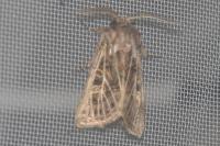 Tholera decimalis