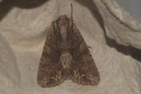 Apamea monoglypha monoglypha