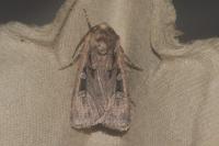 Euxoa obelisca obelisca