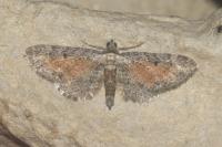 Eupithecia icterata