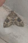 Thera britannica/variata