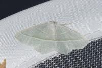 Campaea margaritaria