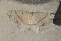 Cyclophora punctaria