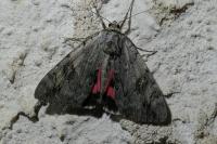 Catocala electa