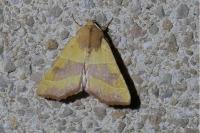 Atethmia centrago