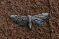 Idaea incalcarata