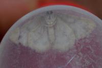 Charissa mucidaria
