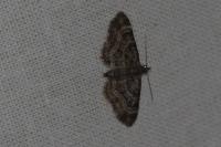 Gymnoscelis rufifasciata