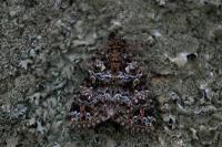 Callopistria latreillei