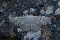 Scopula submutata roseonitens