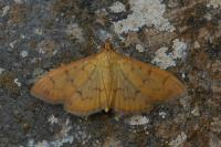 Patania balteata