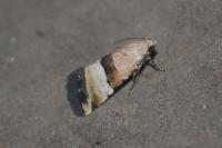 Pseudozarba bipartita