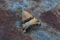 Pseudozarba bipartita