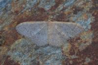 Idaea eugeniata