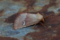 Haemerosia renalis