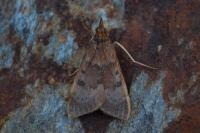 Uresiphita gilvata