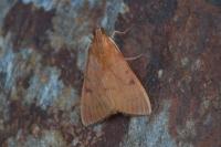 Uresiphita gilvata