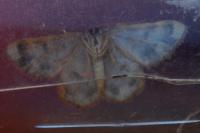 Charissa variegata