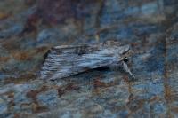 Calophasia platyptera