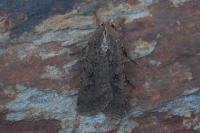 Peridroma saucia