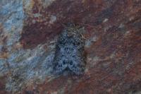 Nycteola columbana