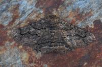 Menophra japygiaria