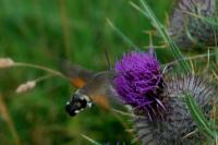 Macroglossum stellatarum