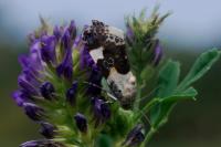 Acontia lucida
