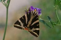 Euplagia quadripunctaria