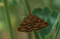 Pyrausta despicata