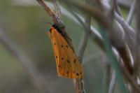Setina irrorella irrorella