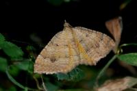 Camptogramma bilineata
