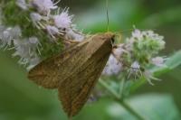 Mythimna unipuncta