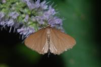 Minoa murinata