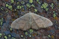 Idaea degeneraria