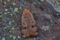 Noctua interposita