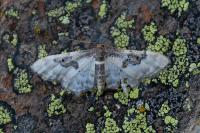Idaea mustelata
