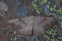 Selidosema plumaria