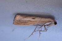 Agriphila inquinatella