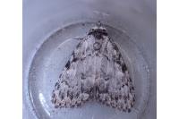 Meganola strigula