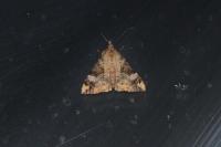 Hypena obsitalis