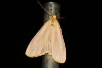 Katha depressa
