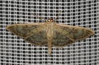 Patania ruralis