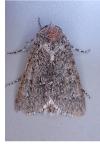 Acronicta euphorbiae