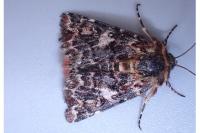 Anarta myrtilli