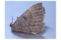 Charissa obscurata obscurata