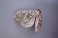 Euphyia frustata frustata